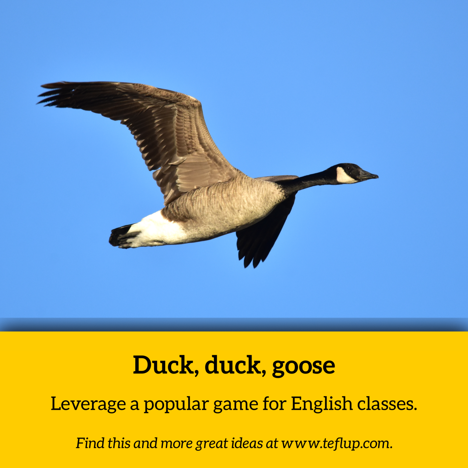 duck duck goose search engine